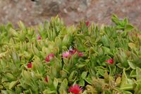 De flora en fauna van het eiland Lanzarote. Amegilla quadrifasciata foerageren op heks klauwen (Carpobrotus edulis), Playa Blanca. Klikken om het beeld te vergroten.