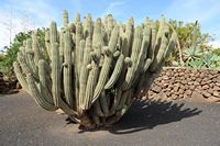 De flora en fauna van het eiland Lanzarote. Pachycereus Pecten-aboriginum aan het landbouwmuseum El Patio in Tiagua. Klikken om het beeld te vergroten.