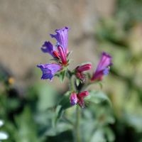 De flora en fauna van het eiland Lanzarote. Slangenkruid van Lanzarote (Echium lancerottense) in de buurt van de Ermita de las Nieves. Klikken om het beeld te vergroten.