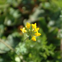 De flora en fauna van het eiland Lanzarote. Rolklaver van Lanzarote (Lotus lancerottensis) in de buurt van de Ermita de las Nieves. Klikken om het beeld te vergroten.