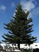 De flora en fauna van het eiland Lanzarote. Conifeer op de begraafplaats van Haría. Klikken om het beeld te vergroten.