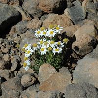 Het Nationaal Park van de Teide in Tenerife. Margriet van Teide, piek van de Teide Klikken om het beeld te vergroten.