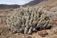 Het natuurpark van Jandía in Fuerteventura. Euphorbia handiensis (auteur Frank Vincentz). Klikken om het beeld te vergroten.
