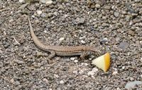 Het natuurpark van Jandía in Fuerteventura. Lizard Galliota atlantica naar Cofete (auteur Norbert Nagel). Klikken om het beeld te vergroten.