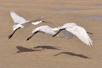 Het natuurpark van Jandía in Fuerteventura. Lepelaars (Platalea leucorodia) bij Risco del Paso (auteur Hansueli Krapf). Klikken om het beeld te vergroten.