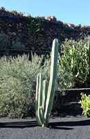 De verzameling van cactussen van de Cactustuin in Guatiza in Lanzarote. Stenocereus dumortieri. Klikken om het beeld te vergroten.