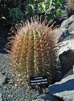 De verzameling van cactussen van de Cactustuin in Guatiza in Lanzarote. Ferocactus fordii. Klikken om het beeld te vergroten.