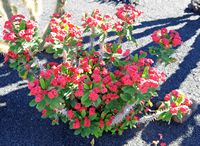 De verzameling van wolfsmerk van de Cactustuin in Guatiza in Lanzarote. Euphorbia milii. Klikken om het beeld te vergroten.