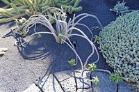 De verzameling van wolfsmerk van de Cactustuin in Guatiza in Lanzarote. Euphorbia milii Varietas bevilaniensis. Klikken om het beeld te vergroten.
