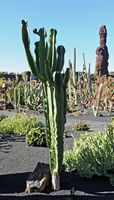 De verzameling van wolfsmerk van de Cactustuin in Guatiza in Lanzarote. Euphorbia kandelaar. Klikken om het beeld te vergroten.