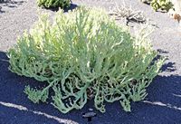 De verzameling van wolfsmerk van de Cactustuin in Guatiza in Lanzarote. Euphorbia hamata. Klikken om het beeld te vergroten.