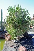 De verzameling van wolfsmerk van de Cactustuin in Guatiza in Lanzarote. Euphorbia alcicornis. Klikken om het beeld te vergroten.