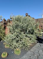 De verzameling van wolfsmerk van de Cactustuin in Guatiza in Lanzarote. Euphorbia stenoclada. Klikken om het beeld te vergroten.