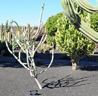 De verzameling van wolfsmerk van de Cactustuin in Guatiza in Lanzarote. Euphorbia oncoclada. Klikken om het beeld te vergroten.