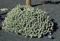 De verzameling van wolfsmerk van de Cactustuin in Guatiza in Lanzarote. Euphorbia polyacantha. Klikken om het beeld te vergroten.