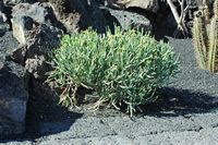 De verzameling van wolfsmerk van de Cactustuin in Guatiza in Lanzarote. Euphorbia aphylla. Klikken om het beeld te vergroten.
