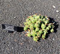 De verzameling van wolfsmerk van de Cactustuin in Guatiza in Lanzarote. Euphorbia meloformis. Klikken om het beeld te vergroten.