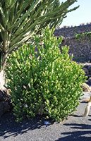 De verzameling van wolfsmerk van de Cactustuin in Guatiza in Lanzarote. Euphorbia mayurnathanii. Klikken om het beeld te vergroten.