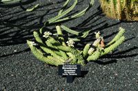 De verzameling van wolfsmerk van de Cactustuin in Guatiza in Lanzarote. Euphorbia guentheri. Klikken om het beeld te vergroten.