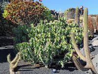 De verzameling van wolfsmerk van de Cactustuin in Guatiza in Lanzarote. Euphorbia grandicornis. Klikken om het beeld te vergroten.