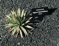 De collectie van vetplanten van de Cactustuin in Guatiza in Lanzarote. Agave geminiflora. Klikken om het beeld te vergroten.