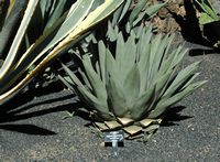 De collectie van vetplanten van de Cactustuin in Guatiza in Lanzarote. Agave victoriae-reginae. Klikken om het beeld te vergroten.