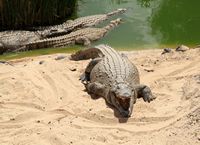 Het dorp La Lajita in Fuerteventura. Nijlkrokodil (Crocodylus niloticus) (auteur Frank Vincentz). Klikken om het beeld te vergroten.