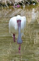 Het dorp La Lajita in Fuerteventura. Afrikaanse lepelaar (Platalea alba) (auteur Norbert Nagel). Klikken om het beeld te vergroten.