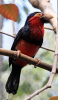 Het dorp La Lajita in Fuerteventura. Zwartbandbaardvogel (Lybius dubius) (auteur Tony Hisgett). Klikken om het beeld te vergroten.