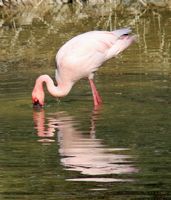 Het dorp La Lajita in Fuerteventura. Gewone flamingo (Phoenicopterus roseus) (auteur Tony Hisgett). Klikken om het beeld te vergroten.