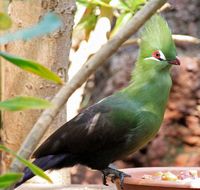 Het dorp La Lajita in Fuerteventura. Groene toerako (Tauraco persa) (auteur Tony Hisgett). Klikken om het beeld te vergroten.