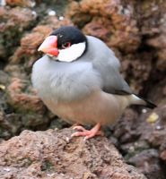 Het dorp La Lajita in Fuerteventura. Rijstvogel (Lonchura oryzivora) (auteur Tony Hisgett). Klikken om het beeld te vergroten.