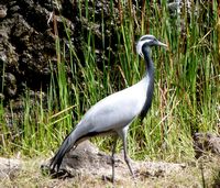 Het dorp La Lajita in Fuerteventura. Jufferkraanvogel (Grus virgo) (Dinkum auteur). Klikken om het beeld te vergroten.