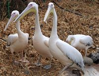 Het dorp La Lajita in Fuerteventura. Witte Pelikaan (Pelecanus onocrotalus) (auteur Frank Vincentz). Klikken om het beeld te vergroten.