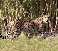 Het dorp La Lajita in Fuerteventura. Cheetah (Acinonyx jubatus) (auteur Tony Hisgett). Klikken om het beeld te vergroten.