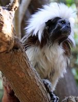 Het dorp La Lajita in Fuerteventura. Pinchéaapje (Saguinus oedipus) (auteur Tony Hisgett). Klikken om het beeld te vergroten.