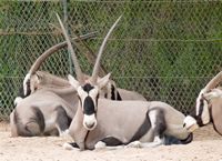 Het dorp La Lajita in Fuerteventura. Gemsbok (Oryx gazella) (auteur Norbert Nagel). Klikken om het beeld te vergroten.