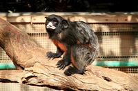 Het dorp La Lajita in Fuerteventura. Roodbuiktamarin (Saguinus labiatus) (auteur Frank Vincentz). Klikken om het beeld te vergroten.
