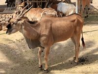 Het dorp La Lajita in Fuerteventura. Eland (Taurotragus oryx) (auteur Frank Vincentz). Klikken om het beeld te vergroten.