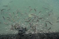 Het dorp Puerto de Santiago in Tenerife. Acantilado vissen in de haven van Los Gigantes. Klikken om het beeld te vergroten.