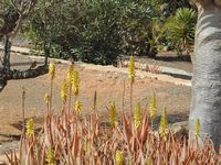 De stad Antigua in Fuerteventura. De cactustuin.Spaanse Mus op aloe bloemen. Klikken om het beeld te vergroten.