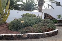 De stad Antigua in Fuerteventura. De cactustuin.Harshoudende wolfsmerk (Euphorbia resinifera). Klikken om het beeld te vergroten.