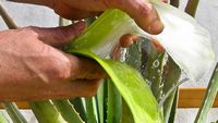 De stad Antigua in Fuerteventura. Een blad van aloe vera (auteur OT Antigua). Klikken om het beeld te vergroten.