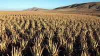 De stad Antigua in Fuerteventura. Kweken van aloe vera (auteur OT Antigua). Klikken om het beeld te vergroten.