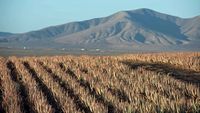 De stad Antigua in Fuerteventura. Kweken van aloe vera (auteur OT Antigua). Klikken om het beeld te vergroten.