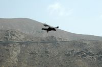 De landelijke park van Betancuria in Fuerteventura. Raaf (Corvus corax). Klikken om het beeld te vergroten.