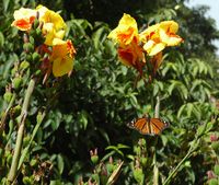 De stad La Orotava in Tenerife. Monarch Hijuela del jardín botanico. Klikken om het beeld te vergroten.