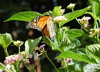 De stad La Orotava in Tenerife. Monarch Hijuela del jardín botanico. Klikken om het beeld te vergroten.