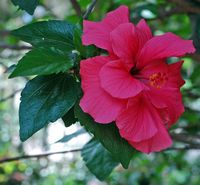 De stad La Orotava in Tenerife. Hibiscus, Hijuela del jardín botanico. Klikken om het beeld te vergroten.