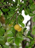 De stad Puerto de la Cruz in Tenerife. Caffer appelboom (Dovyalis caffra). Klikken om het beeld te vergroten.